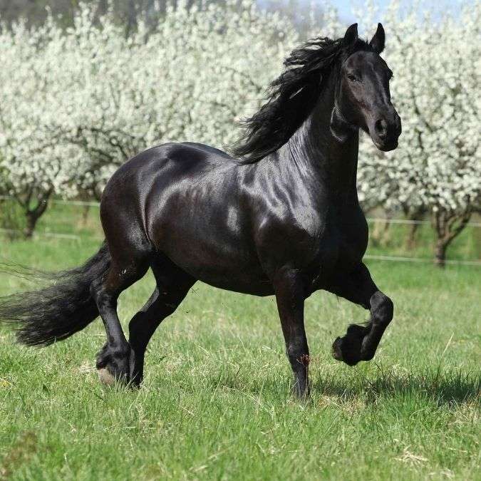 Černý kůň cvalem skládačky online