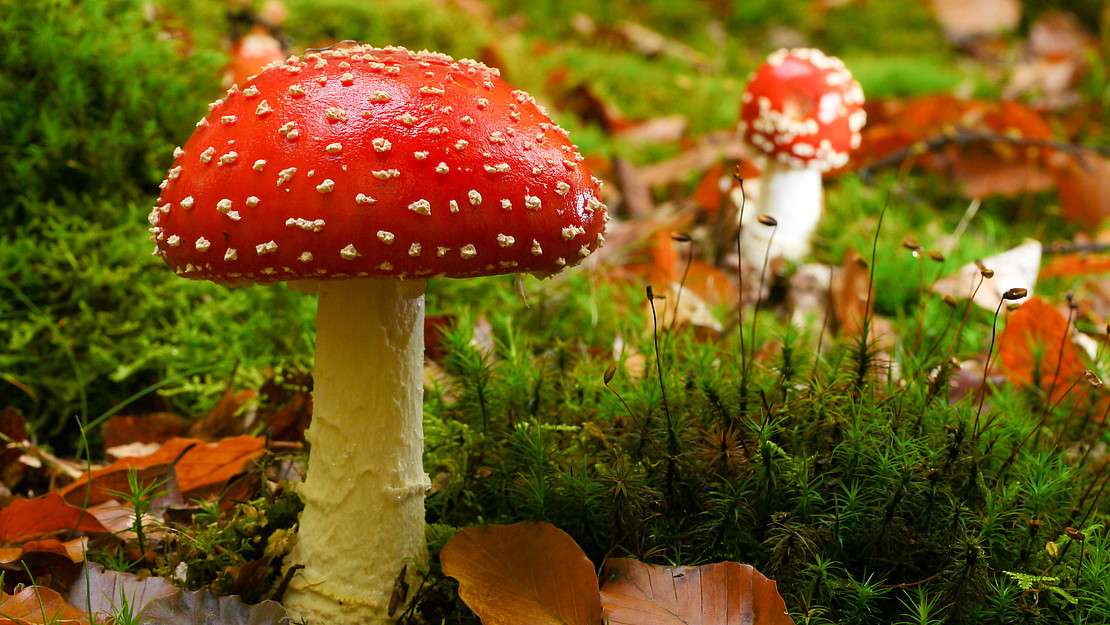 Giftige paddenstoel online puzzel