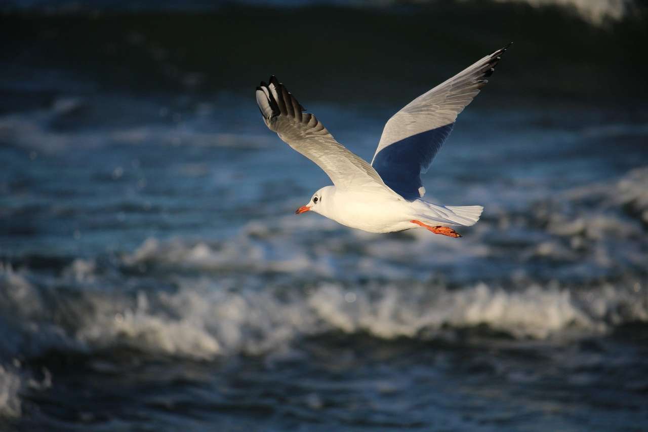 Чайка на брега на морето онлайн пъзел