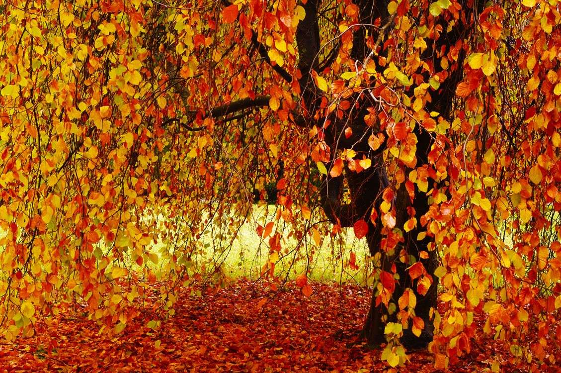 Дърво през есента онлайн пъзел
