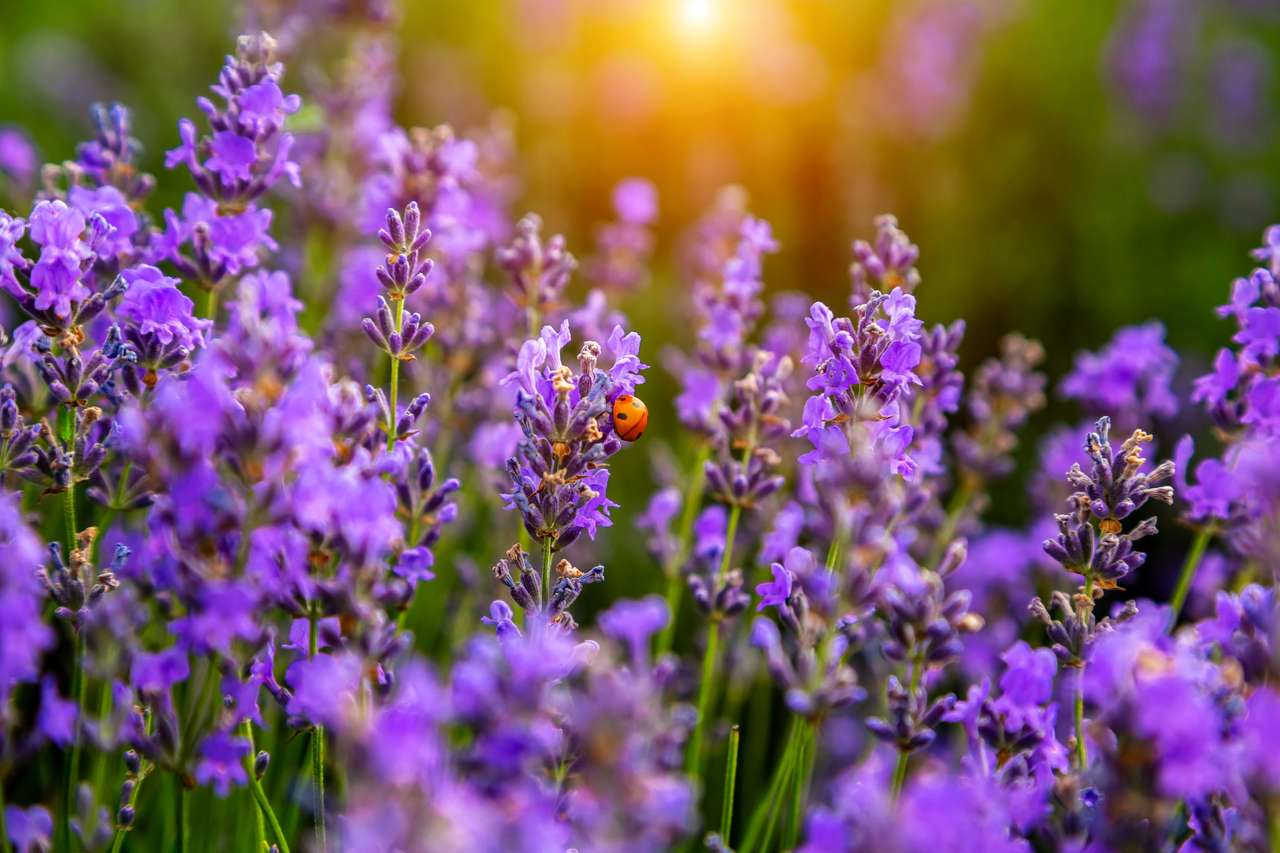 Schöne Lavendelfelder an einem sonnigen Tag. Moldawien Online-Puzzle