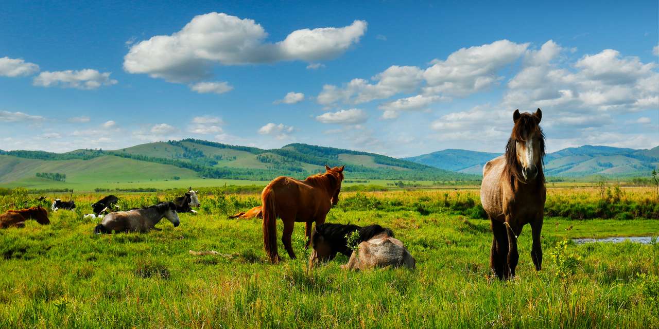 Koně v pastvinách Mongolska skládačky online