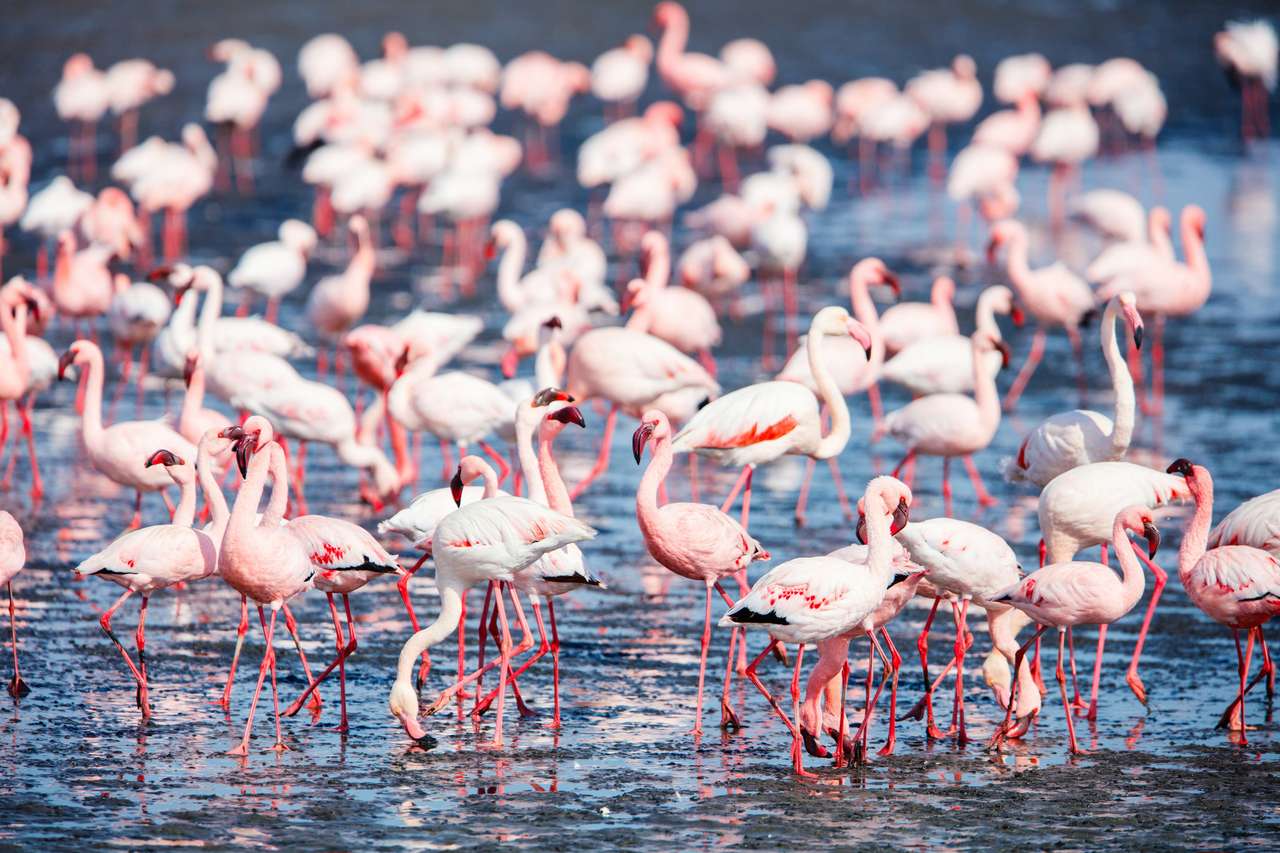 Turmă de flamingo în Golful Walvis din Namibia jigsaw puzzle online