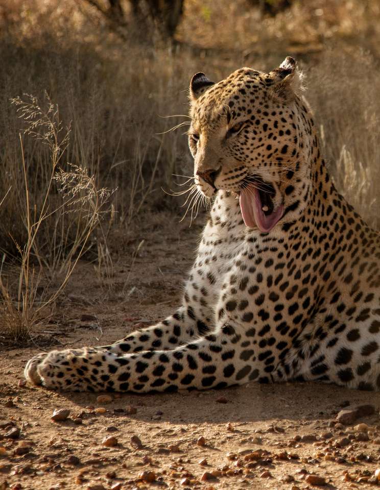 Profil eines Leoparden, der sich in Namibia das eigene Gesicht leckt Online-Puzzle