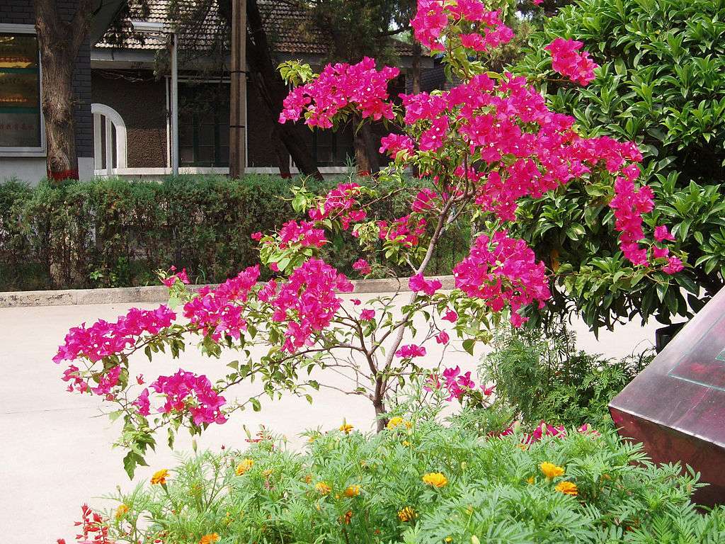Smooth bougainvillea jigsaw puzzle online
