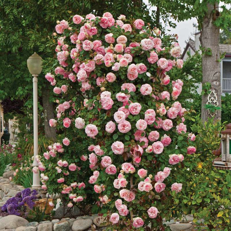 Цветущий розовый куст онлайн-пазл