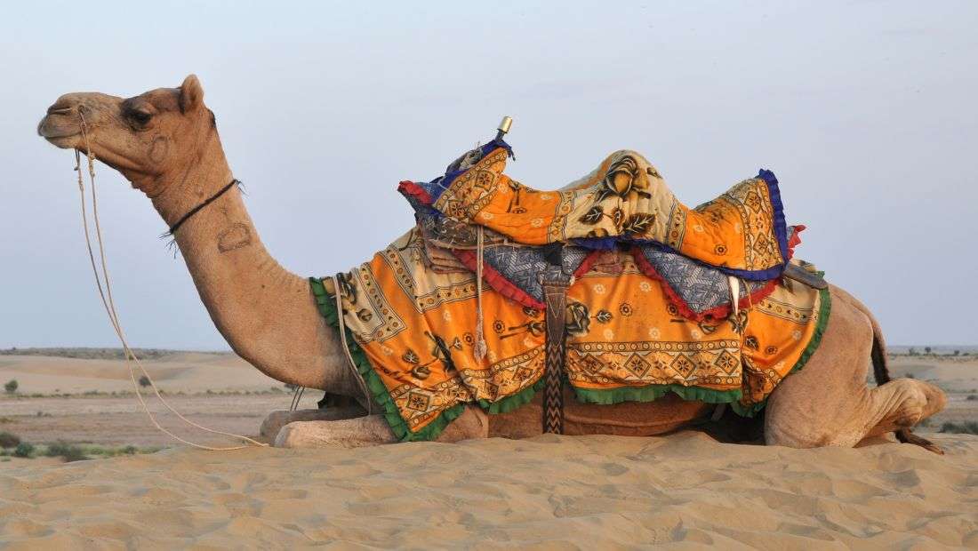 Camelo no deserto da Jordânia puzzle online