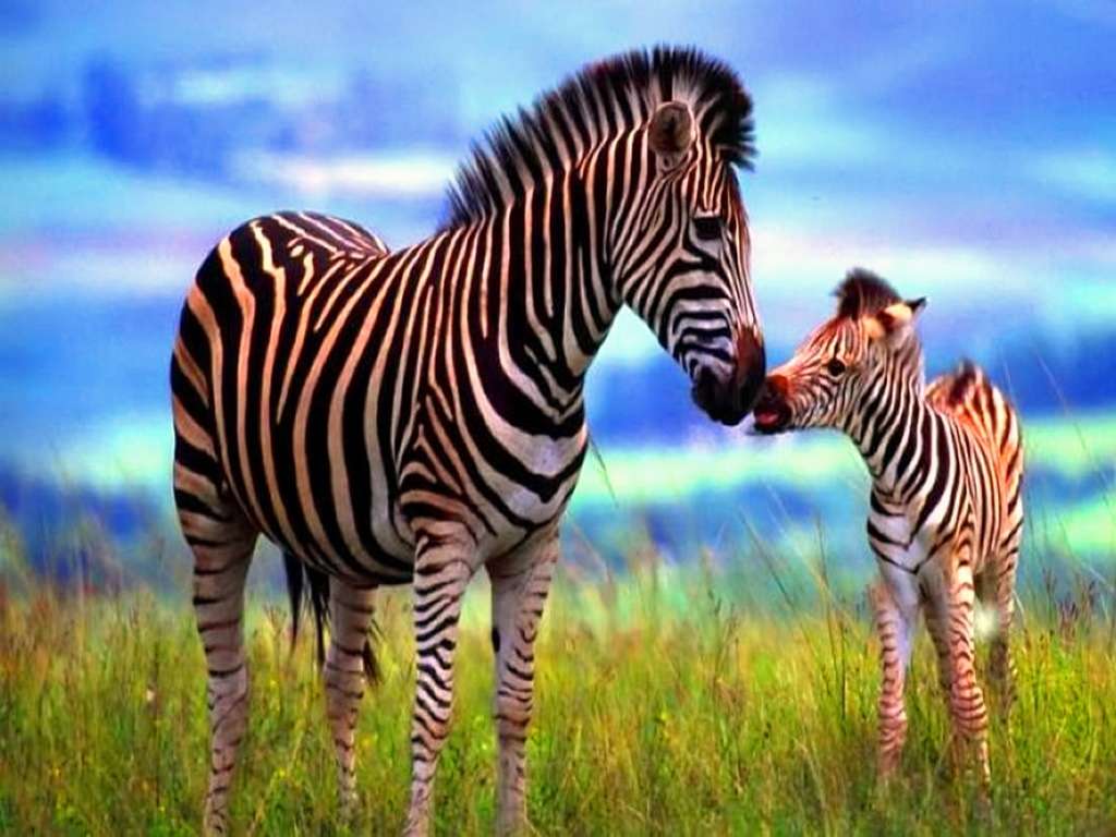 Zebra och föl pussel på nätet