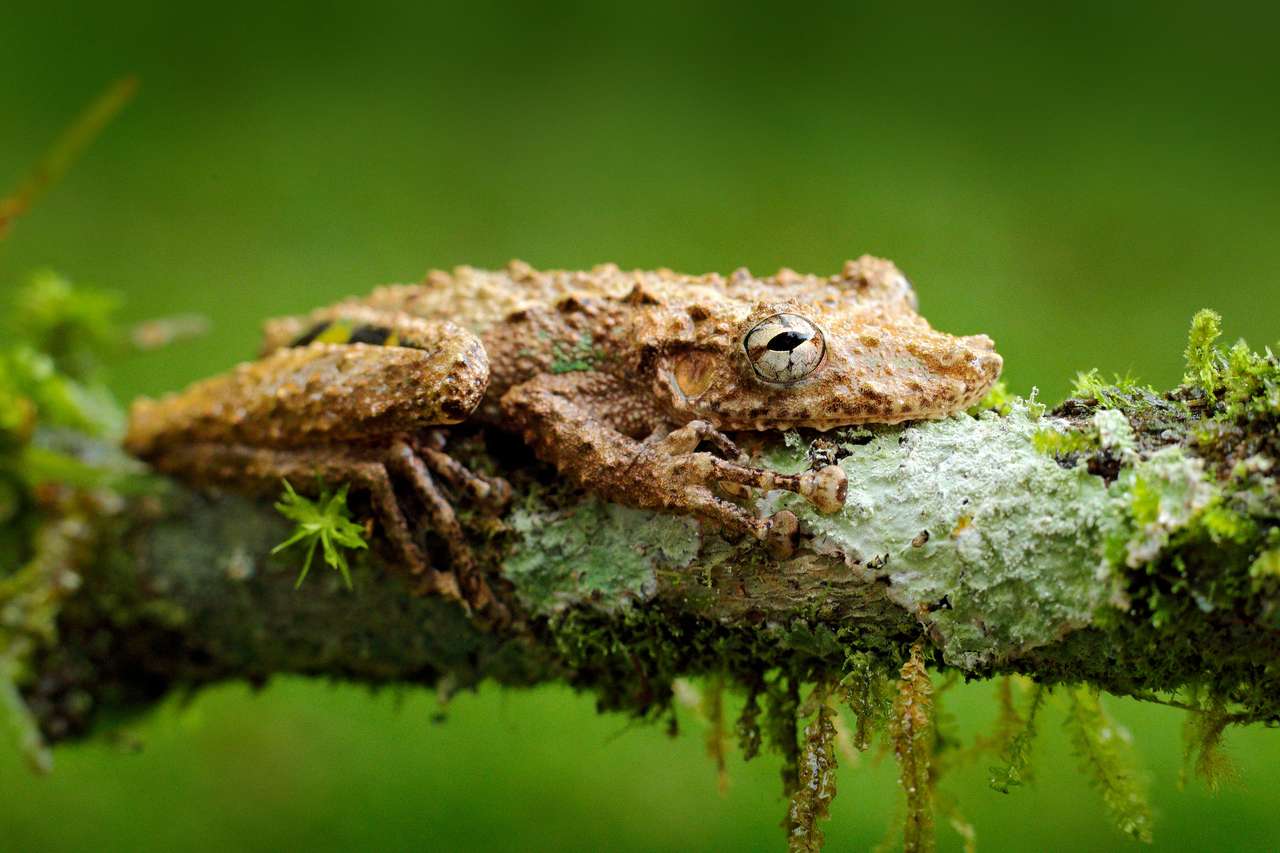 Scinax boulengeri, Boulenger's Snouted Treefrog, plechový obojživelník s červeným květem. v přirozeném prostředí. Žába z Kostariky, tropický les. Krásné zvíře v džungli, exotické zvíře z Jižní Ameriky. online puzzle