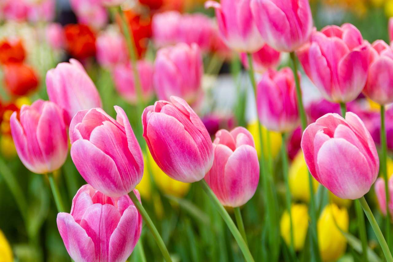 Fiore di tulipani rosa puzzle online