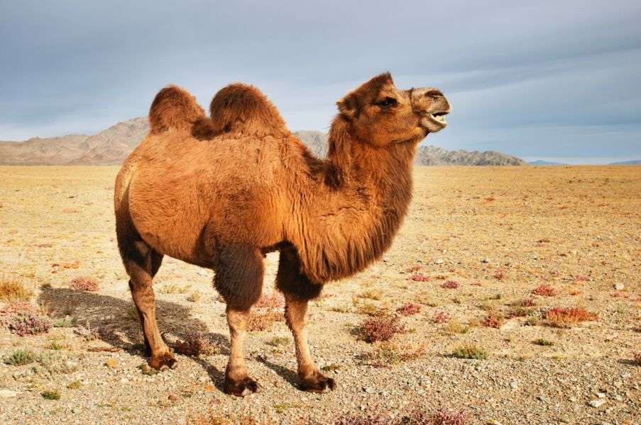 Верблюд в пустыне онлайн-пазл