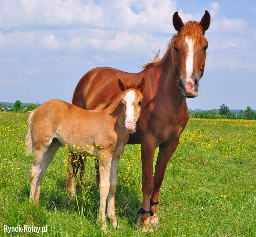 Mare and foal jigsaw puzzle online
