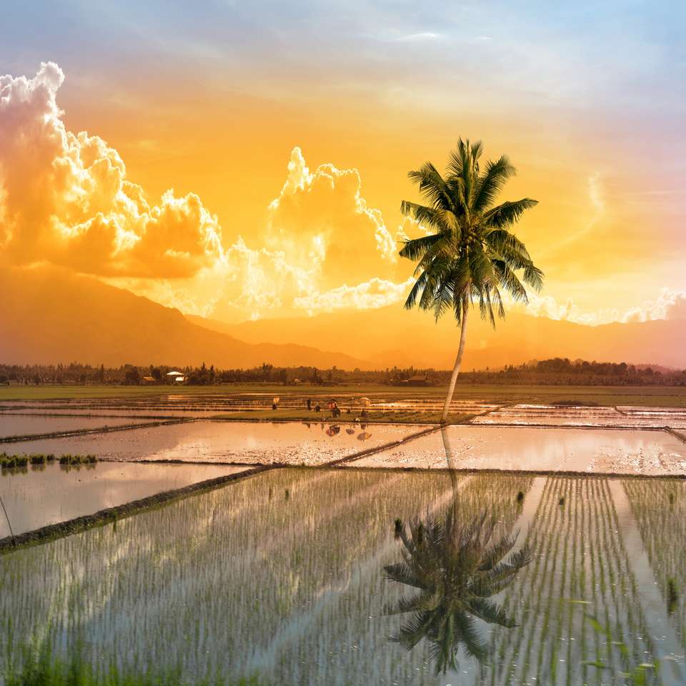 единична палма в рисово поле онлайн пъзел