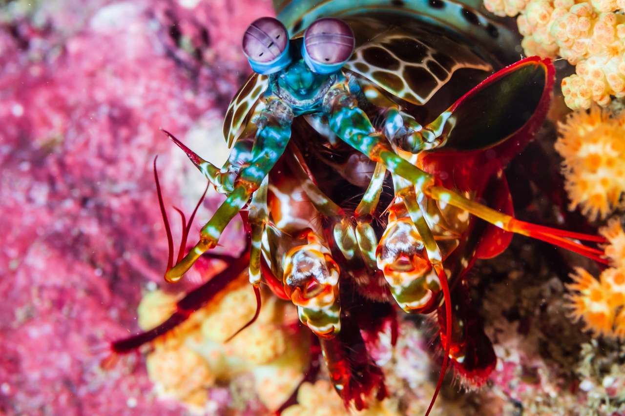 Crevettes Mantis Paon puzzle en ligne