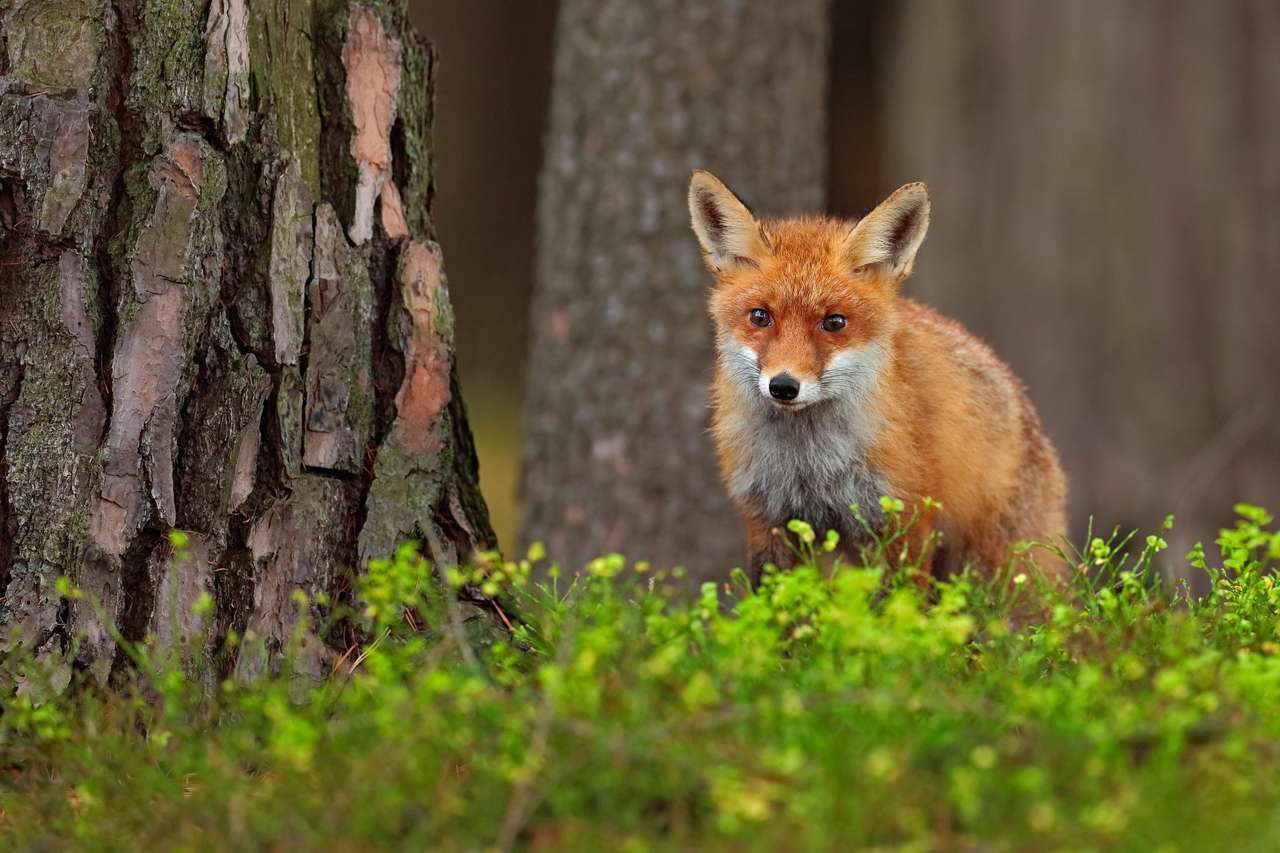 Süßer Rotfuchs, Vulpes vulpes, im grünen Wald Puzzlespiel online