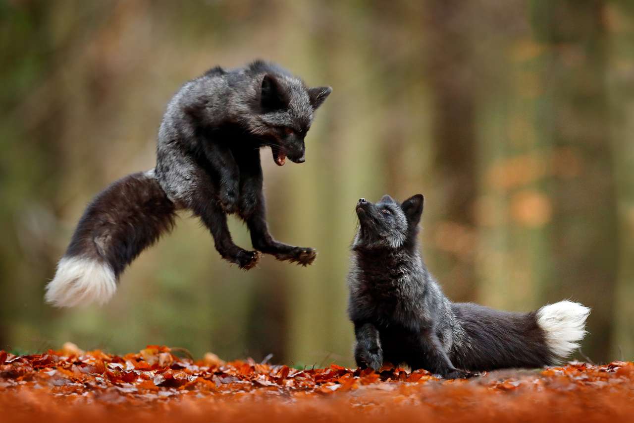 Μαύρες ασημένιες αλεπούδες online παζλ