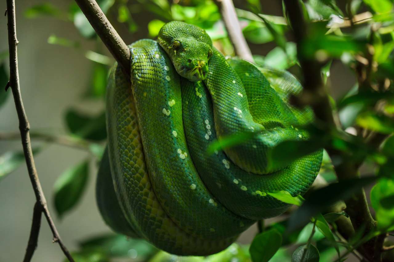 Python d'arbre vert (Morelia viridis). puzzle en ligne