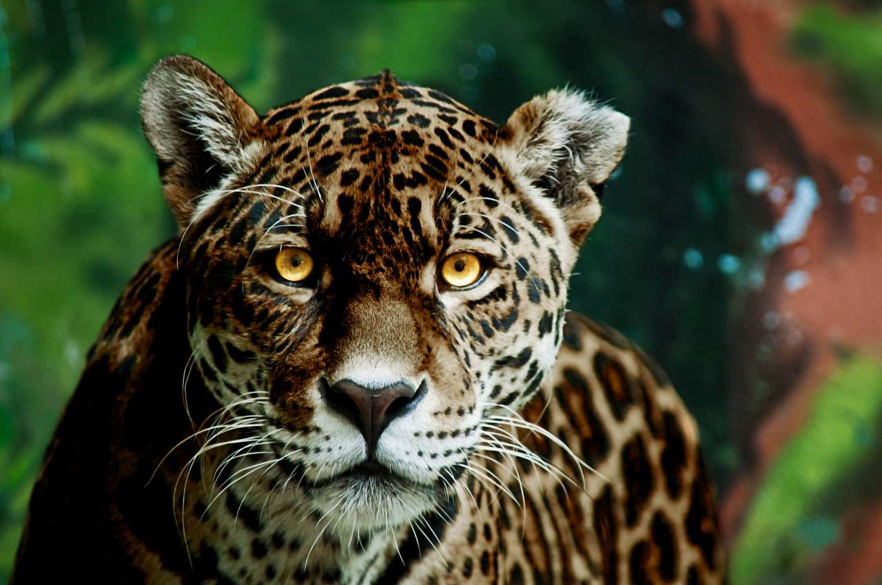 Černý panter jaguár se zářícími žlutými očima online puzzle