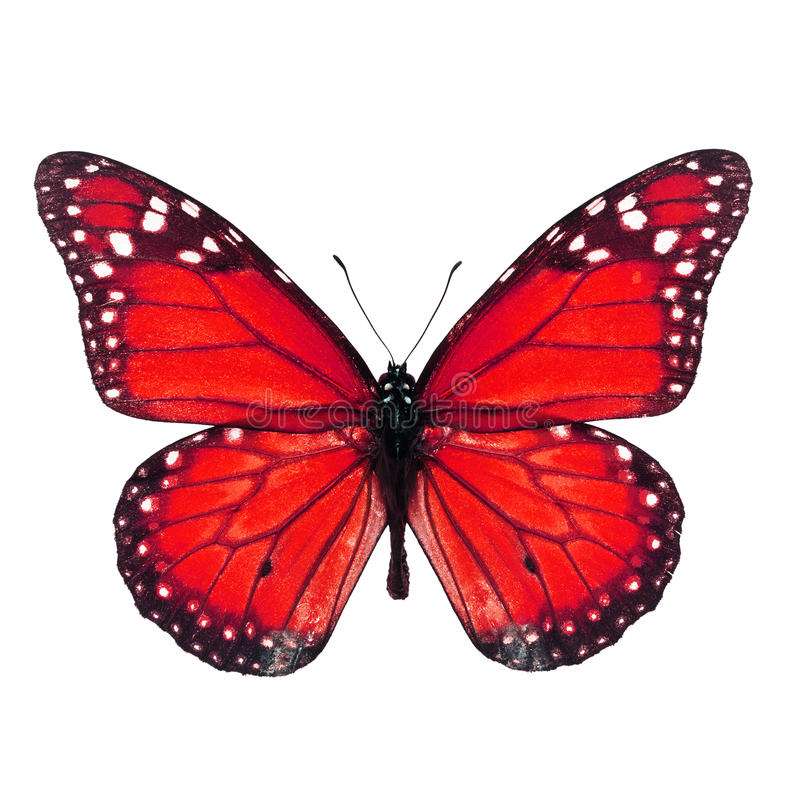 Piros pillangó kirakós online