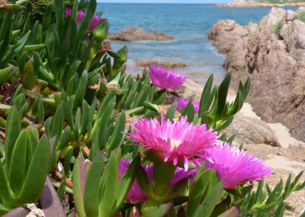 Растительность и Средиземноморский залив пазл онлайн