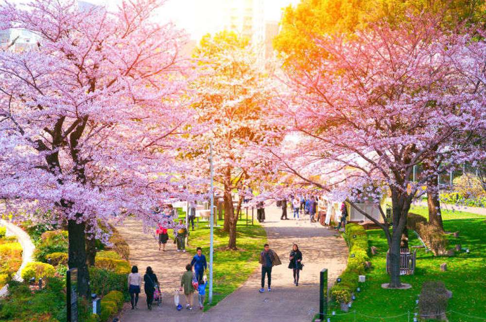 Le parc des cerisiers en fleurs puzzle en ligne