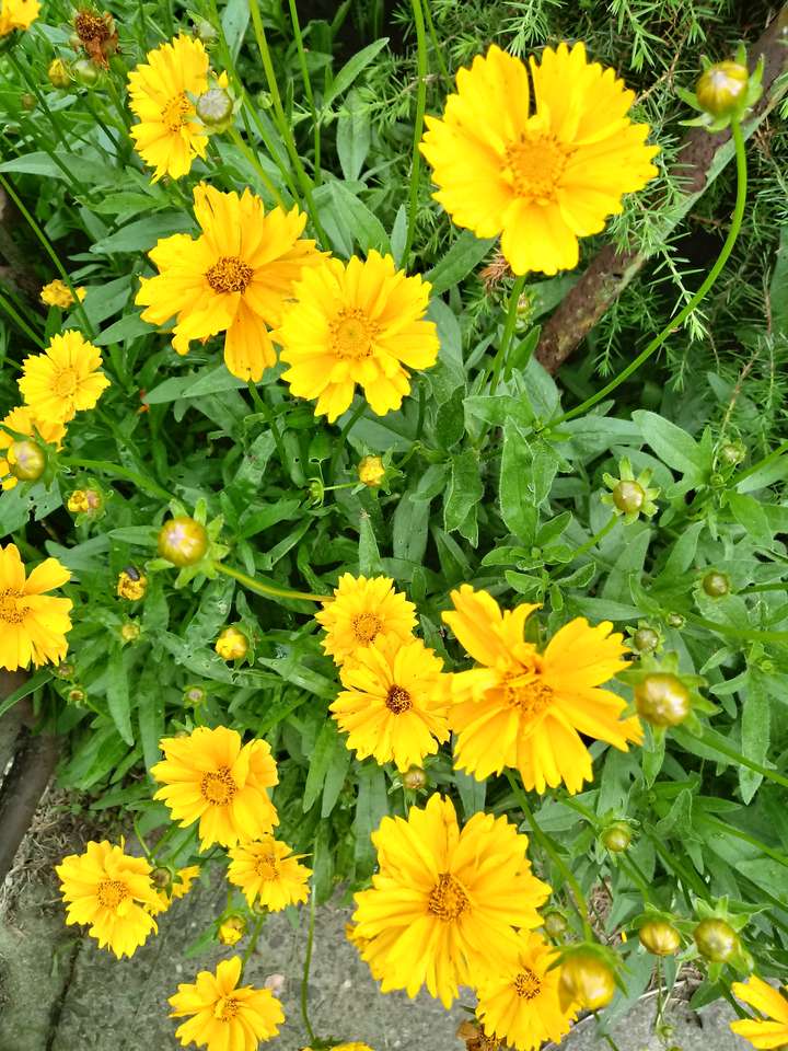 žluté květy skládačky online