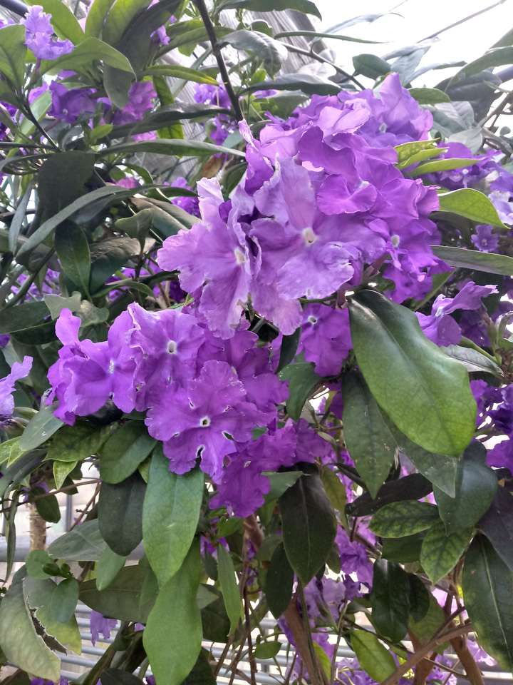 紫色の花 ジグソーパズルオンライン