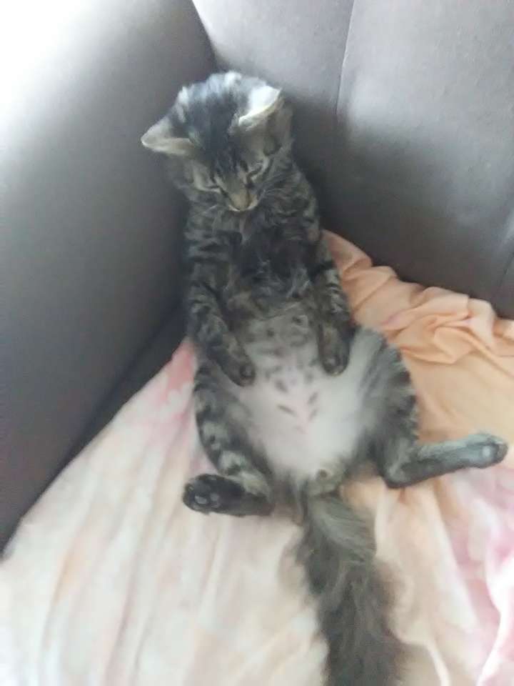 Gato gordo kiba rompecabezas en línea