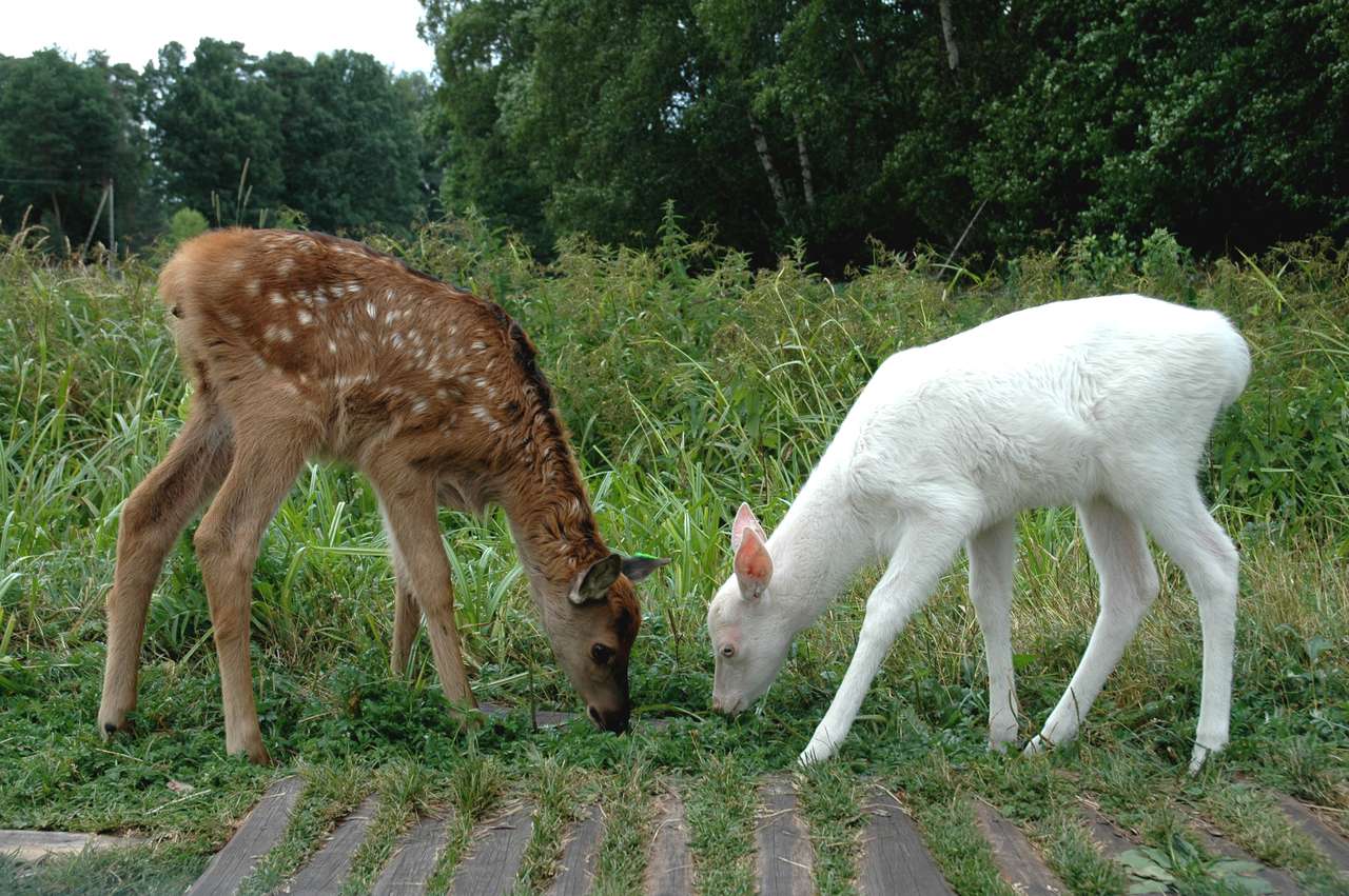 young fallow deer jigsaw puzzle online