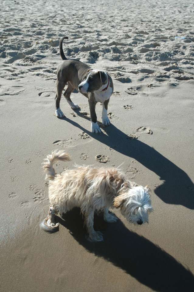 ビーチで犬 ジグソーパズルオンライン