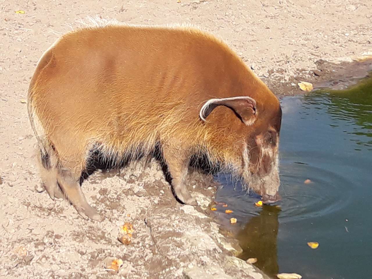 grisen vid vattenhålet pussel på nätet