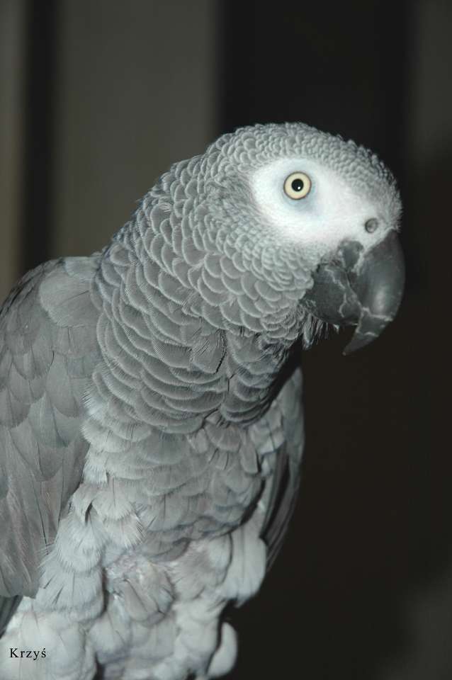 Африканский серый попугай пазл онлайн