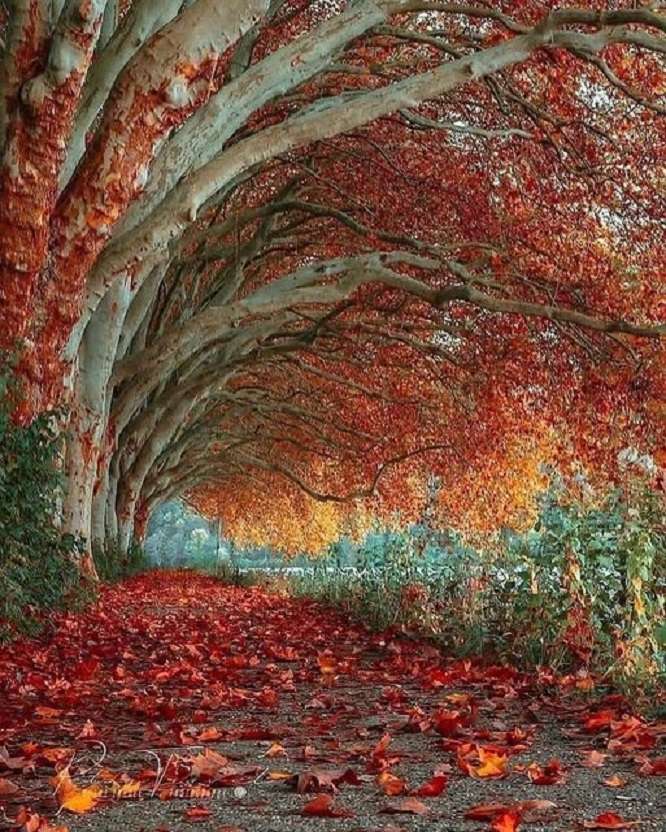 Красива есен. онлайн пъзел