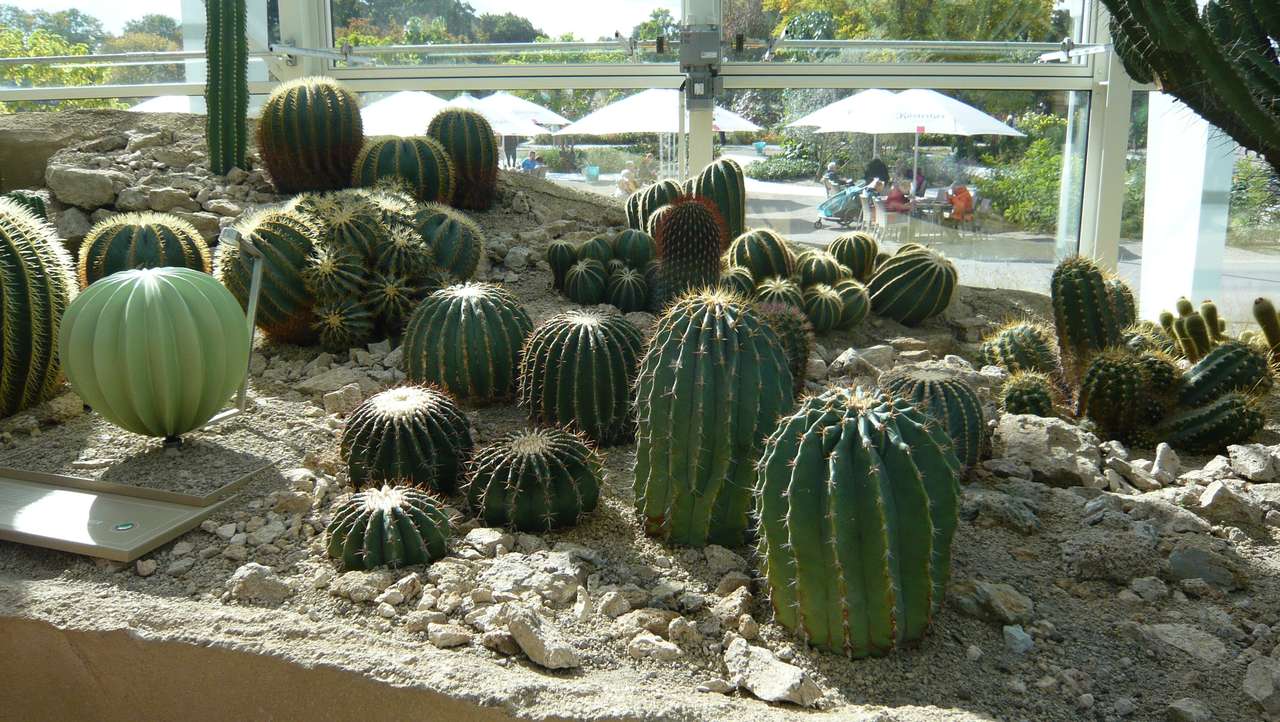 Kaktusové rostliny online puzzle