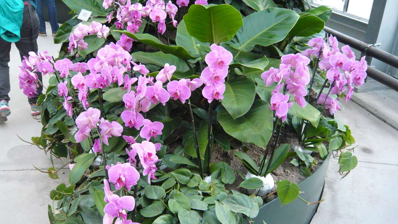Orchidées naines puzzle en ligne