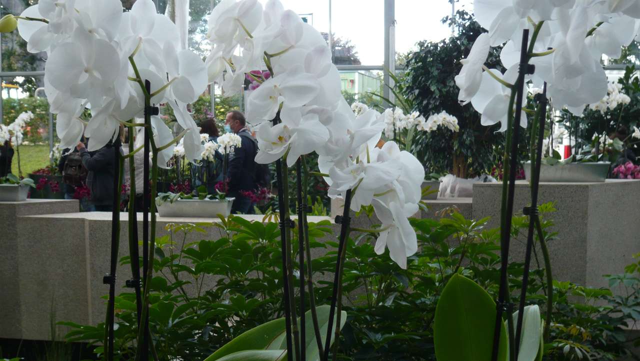Orquídeas blancas rompecabezas en línea