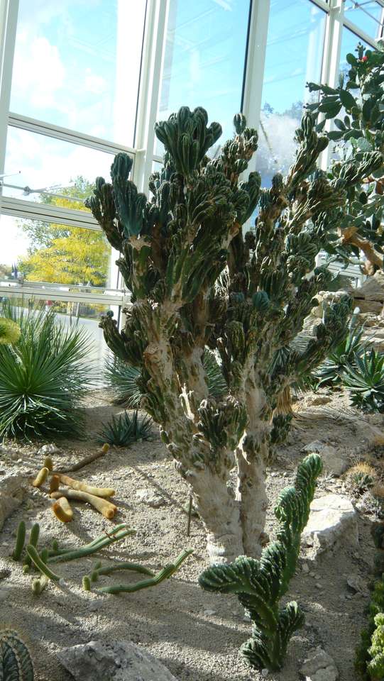 Кактусово дърво онлайн пъзел