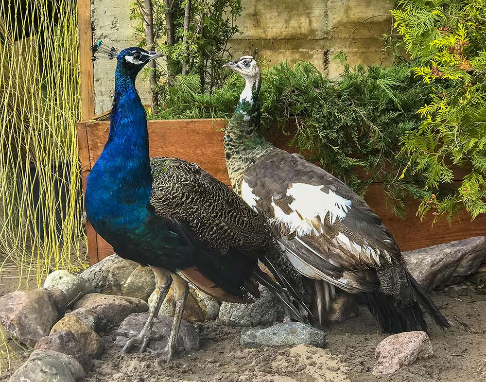 Indian peacock ... jigsaw puzzle online