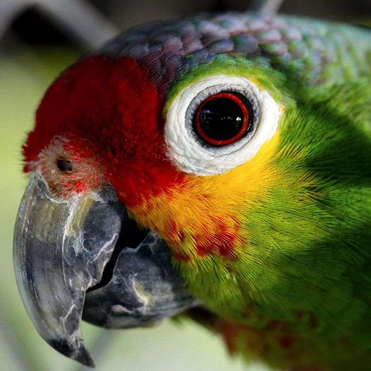 Färgglada ara papegoja Pussel online