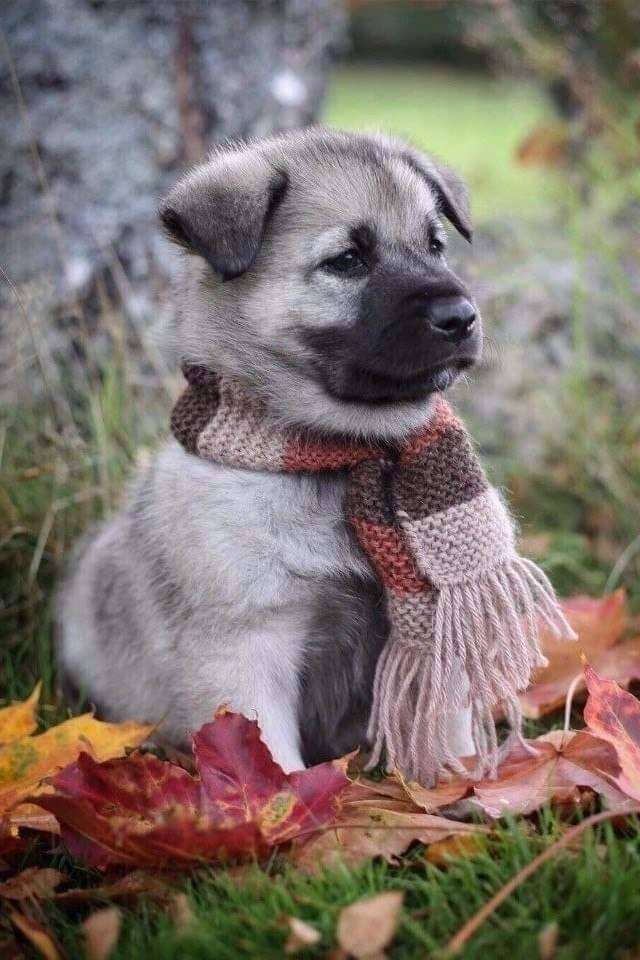 щенок с шарфом онлайн-пазл