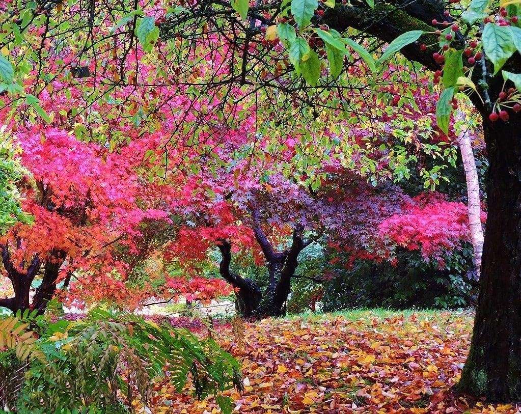 есенни цветове онлайн пъзел