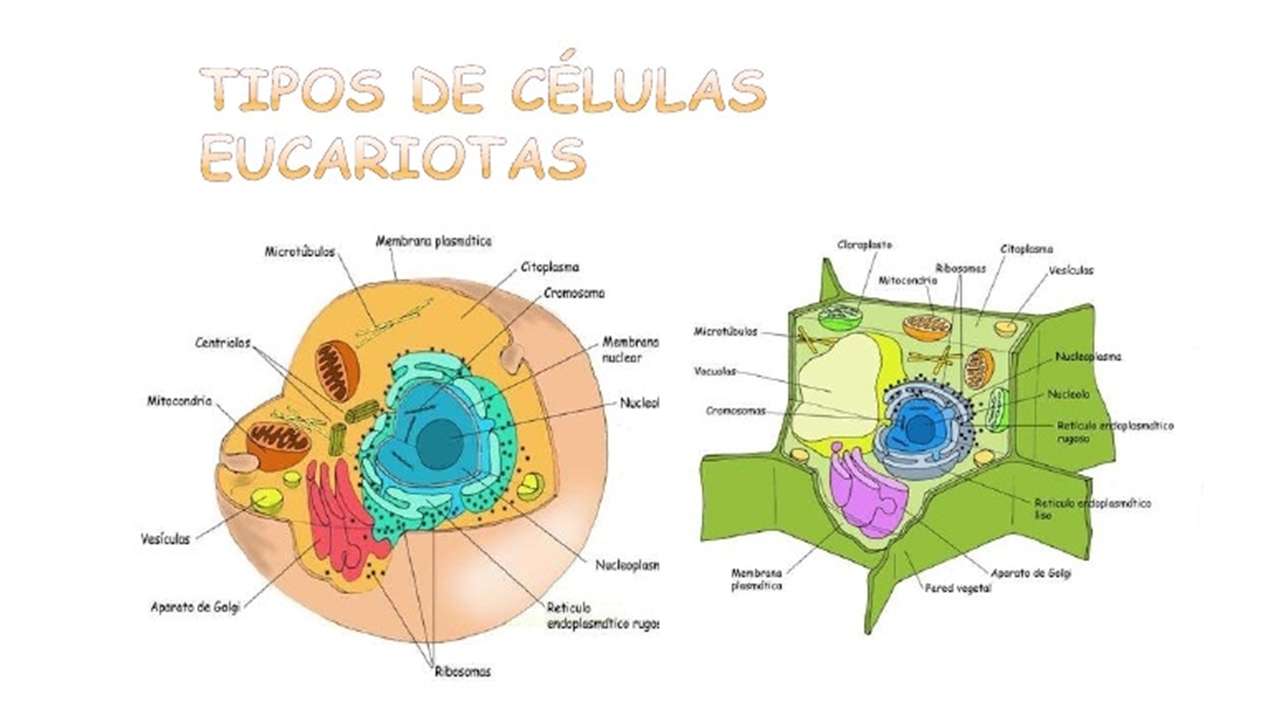 eukaryotic cell types online puzzle