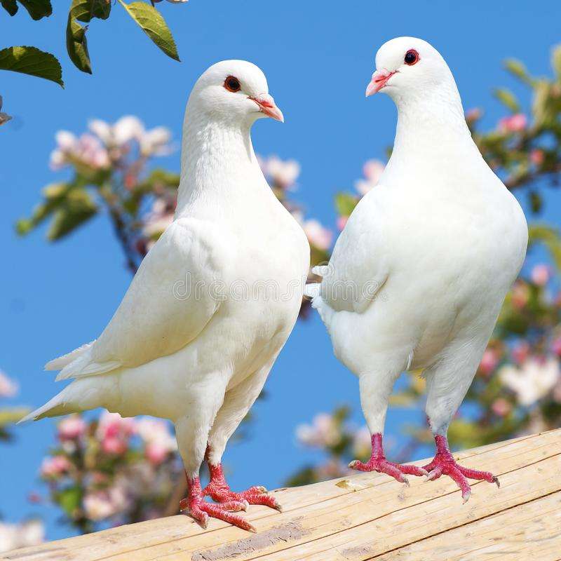Twee witte duiven online puzzel
