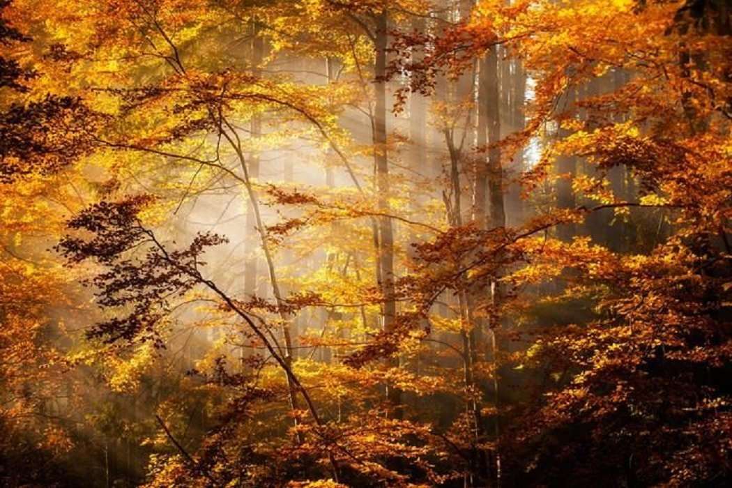 Hösten i skogen. Pussel online