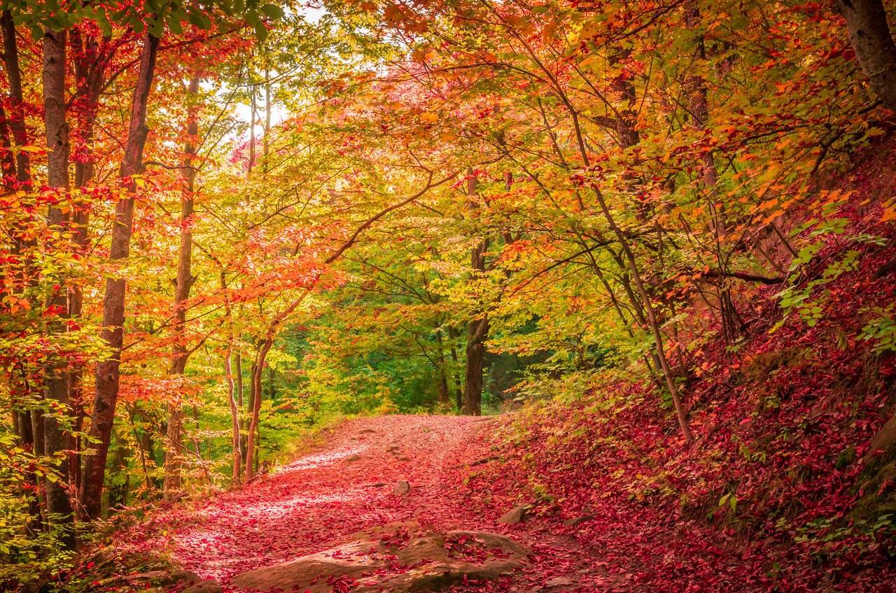 Есен в Козия, Карпатите, Румъния онлайн пъзел