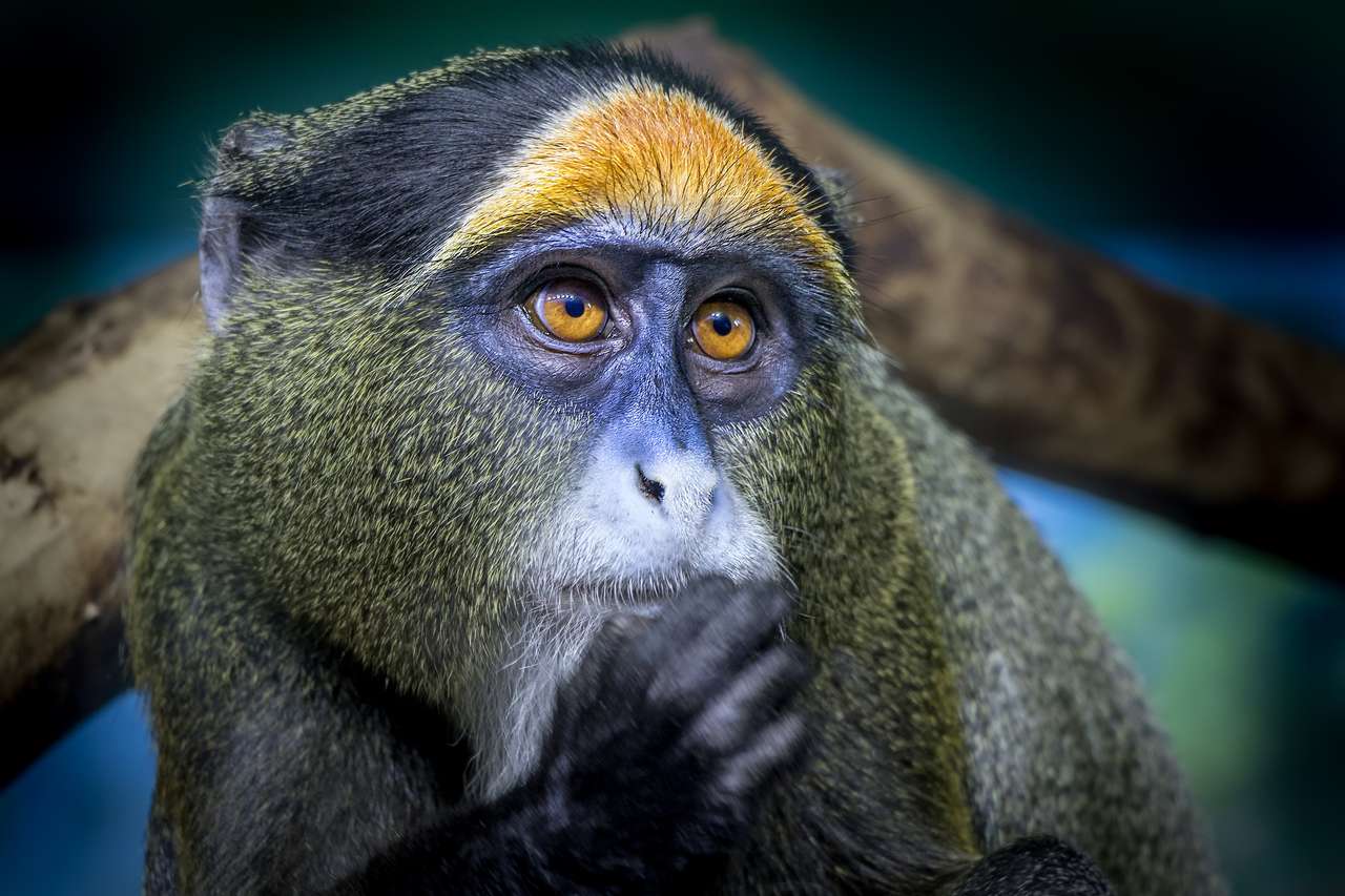 Närbild porträtt av en gyllene apa i Rwanda pussel på nätet