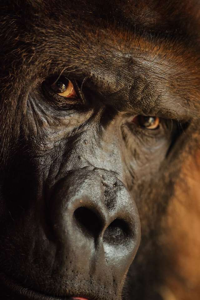 Wütend aussehender Gorilla mit gefährlichem Gesichtsausdruck Online-Puzzle