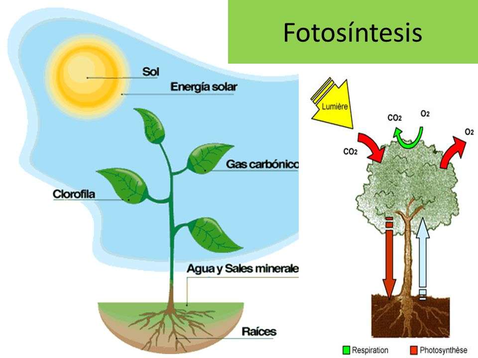 Fotosyntéza online puzzle
