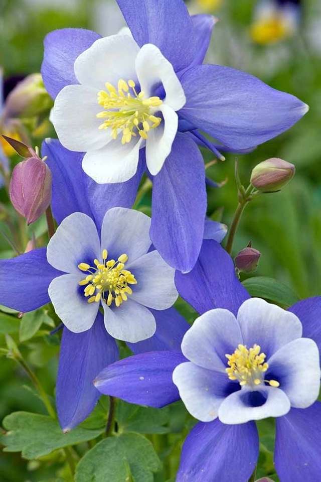 blauwe bloemen online puzzel