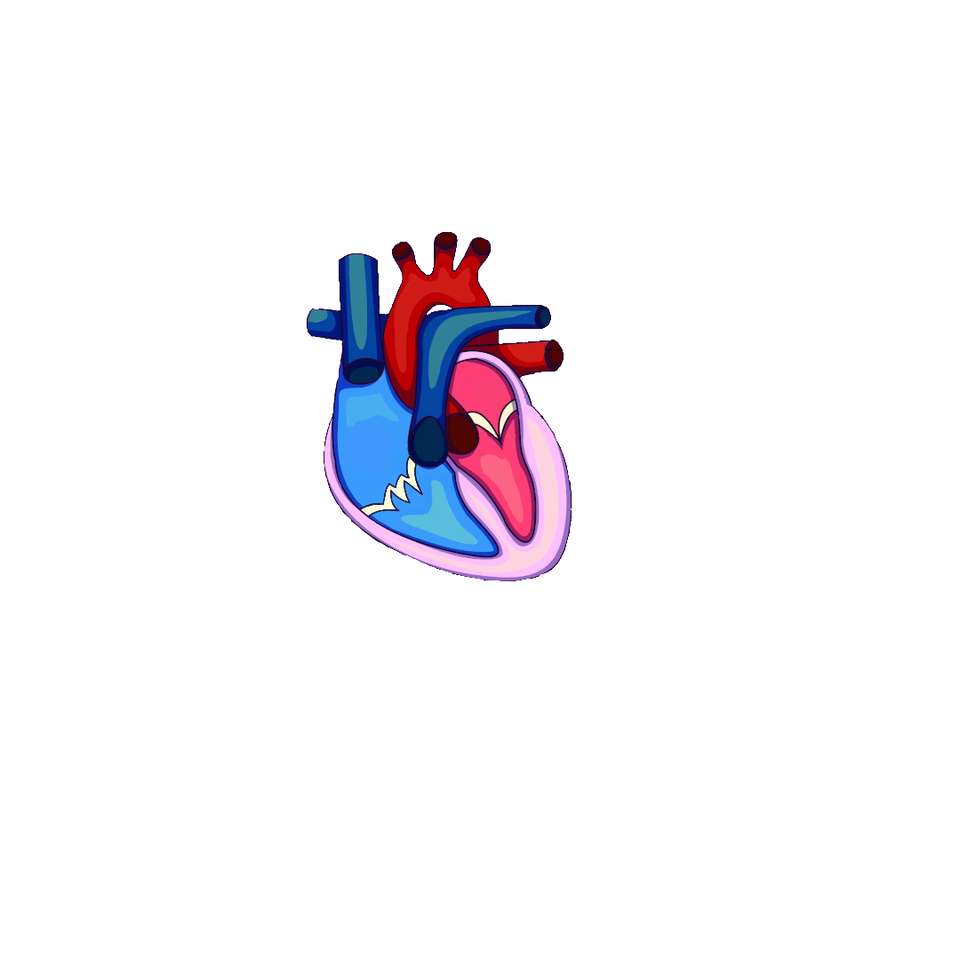 Hjärta - Kardiovaskulära systemet pussel på nätet
